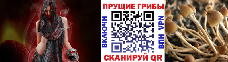 ссылка на мегу зеркало  Углич  Галлюциногенные грибы мицелий 